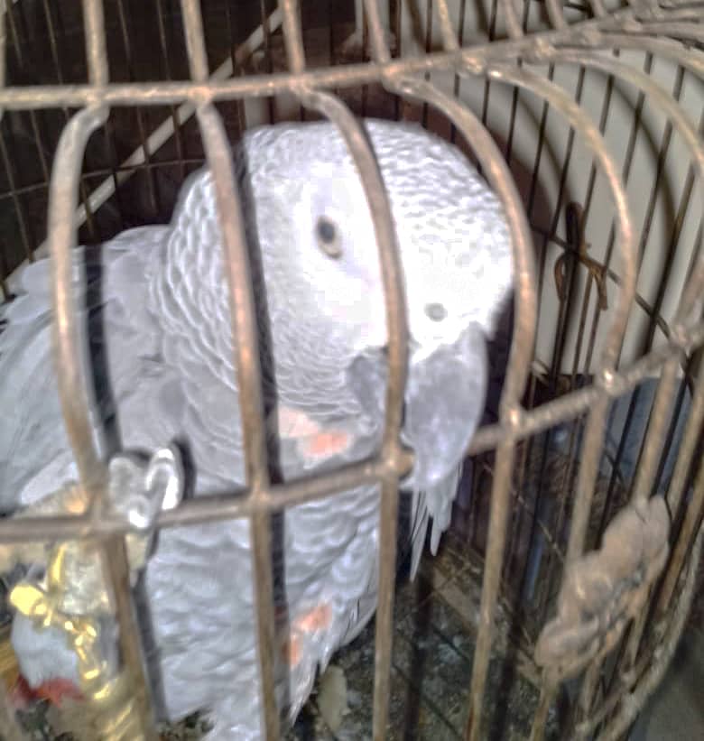 Grey parrot 2
