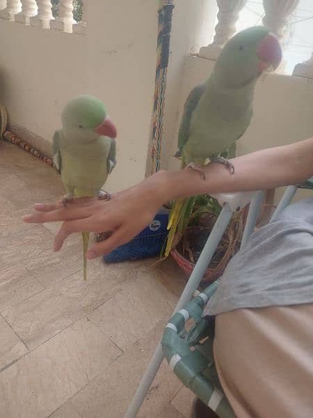 Talking parrot 0