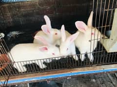 New Zealand white rabbit bunnies