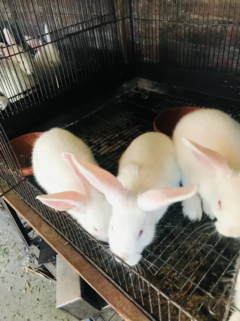 New Zealand white rabbit pure breed 2