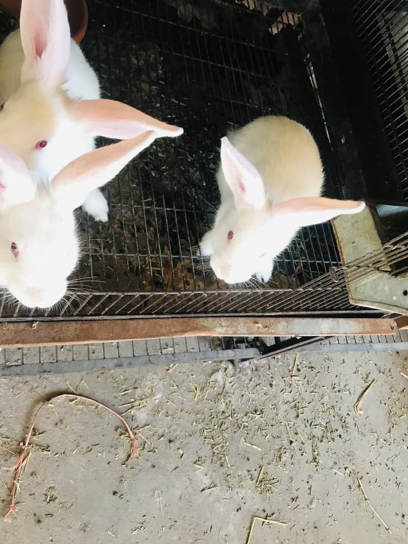 New Zealand white rabbit pure breed 5