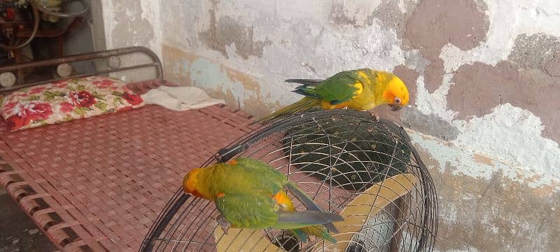 Sun Conure Fly hand tame  per piece RS 26500 2