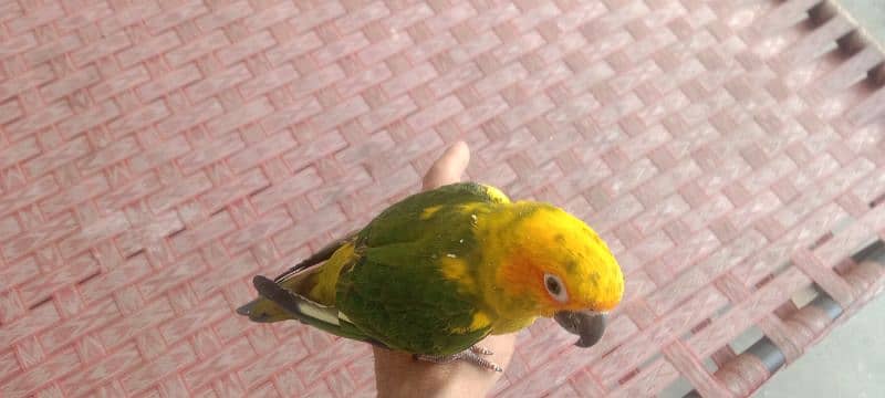 Sun Conure Fly hand tame  per piece RS 26500 4