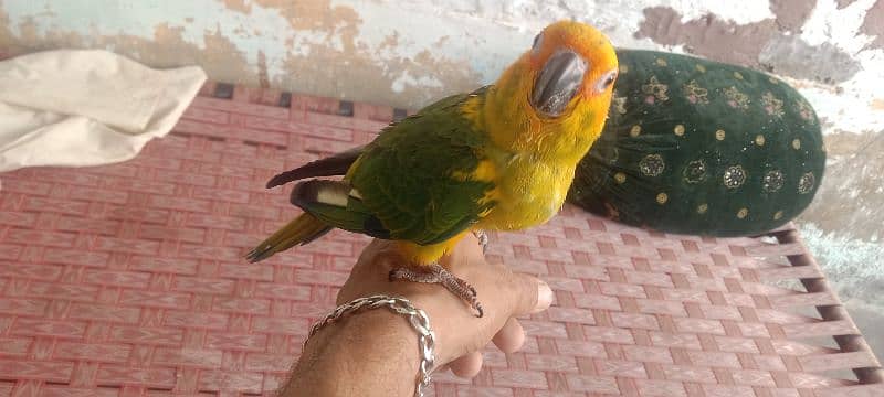 Sun Conure Fly hand tame  per piece RS 26500 1