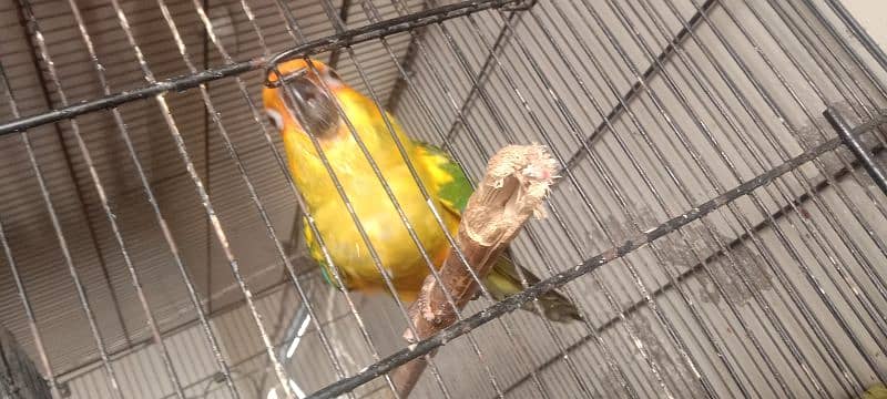 Sun Conure Fly hand tame  per piece RS 26500 7
