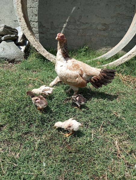 3 aseel chicks for sale price 8000 6