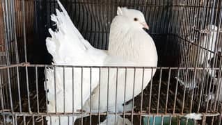 American Fantail Pigeons ( Kabooter) for Sale