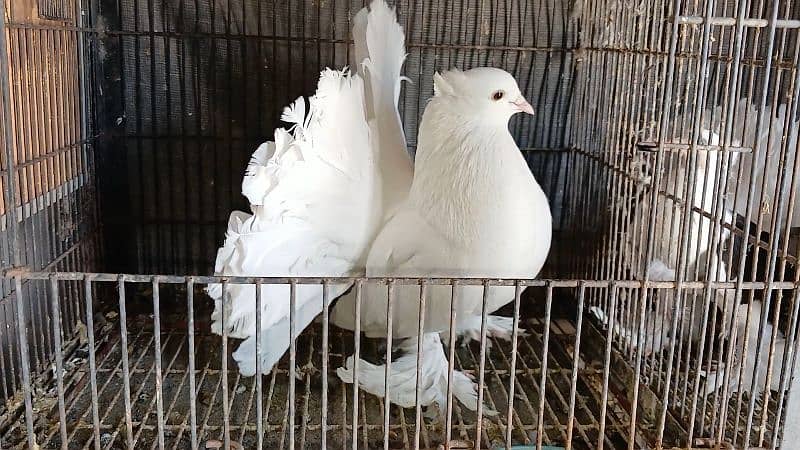 American Fantail Pigeons ( Kabooter) for Sale 1