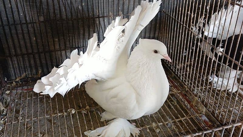 American Fantail Pigeons ( Kabooter) for Sale 2