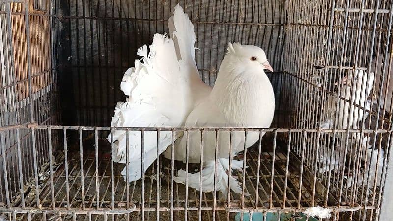American Fantail Pigeons ( Kabooter) for Sale 3