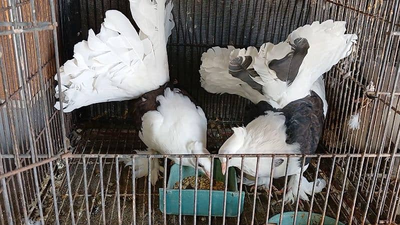 American Fantail Pigeons ( Kabooter) for Sale 4