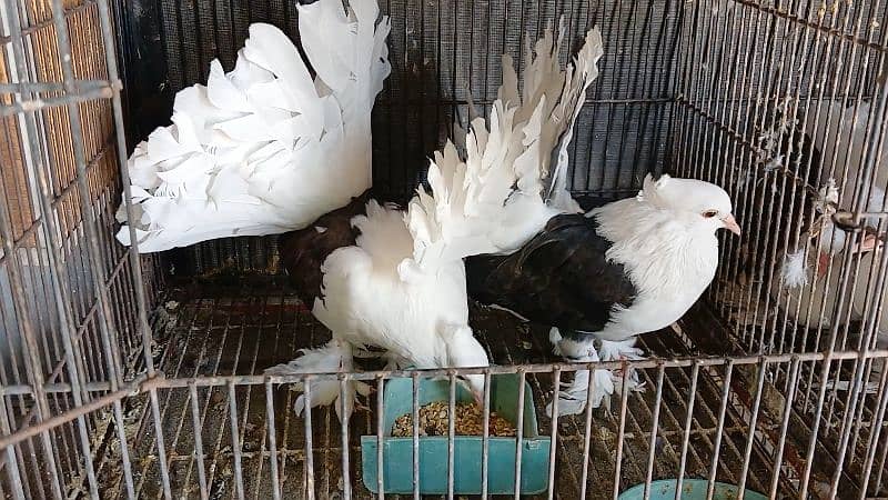 American Fantail Pigeons ( Kabooter) for Sale 5