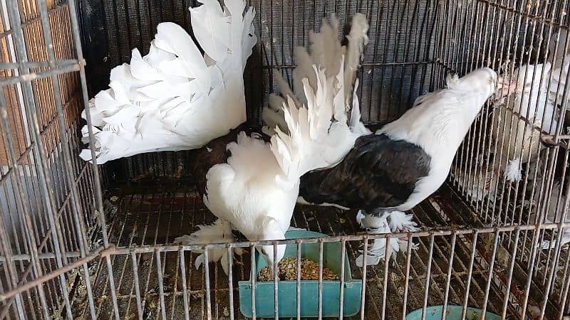 American Fantail Pigeons ( Kabooter) for Sale 6