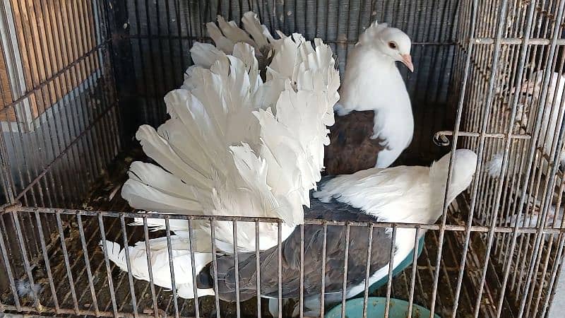 American Fantail Pigeons ( Kabooter) for Sale 7