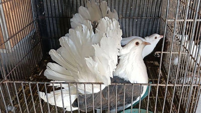 American Fantail Pigeons ( Kabooter) for Sale 8