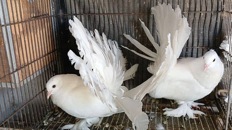 American Fantail Pigeons ( Kabooter) for Sale 9