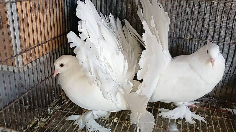 American Fantail Pigeons ( Kabooter) for Sale 10