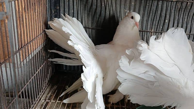 American Fantail Pigeons ( Kabooter) for Sale 11
