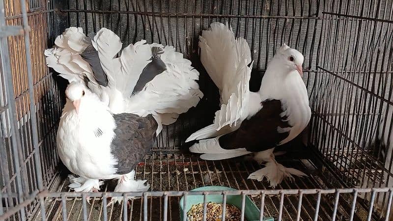 American Fantail Pigeons ( Kabooter) for Sale 12