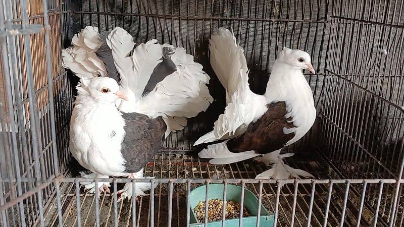 American Fantail Pigeons ( Kabooter) for Sale 13
