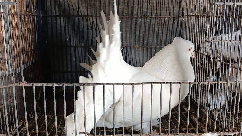 American Fantail Pigeons ( Kabooter) for Sale 14