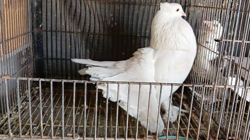 American Fantail Pigeons ( Kabooter) for Sale 16