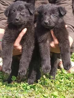 black Shepherd double coat male female2 month available for sale