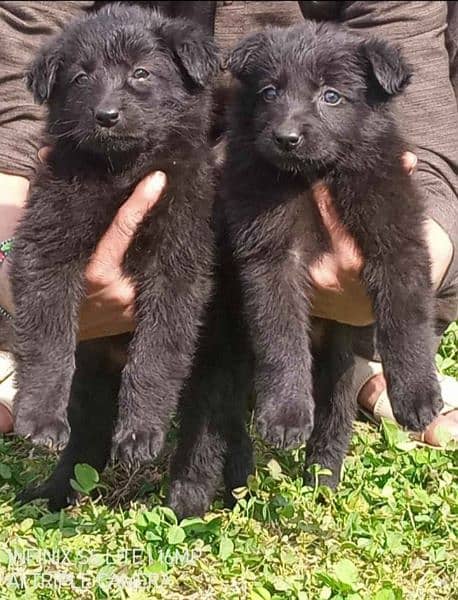 black Shepherd double coat male female2 month available for sale 0