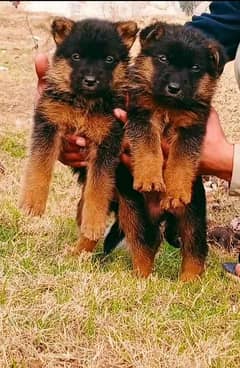 German Shepherd double coat 2 month male female available for sale
