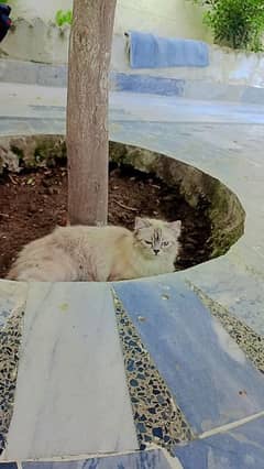 Persian femal cat fully vaccinated blue eyes 0