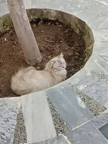 Persian femal cat fully vaccinated blue eyes 2