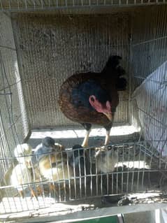 aseel murgi with chicks 0