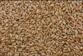 WHEAT FOR SALE