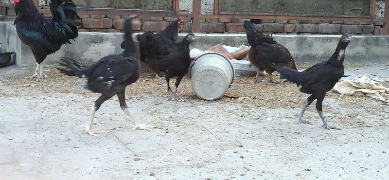 High Quality Healthy Active Vaccinated Aseel Astroloob Pathay/Chicks 4