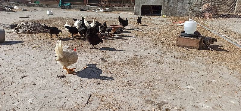 High Quality Healthy Active Vaccinated Aseel Astroloob Pathay/Chicks 13