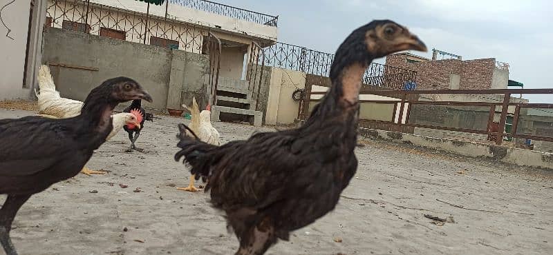 High Quality Healthy Active Vaccinated Aseel Astroloob Pathay/Chicks 16
