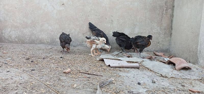 High Quality Healthy Active Vaccinated Aseel Astroloob Pathay/Chicks 19