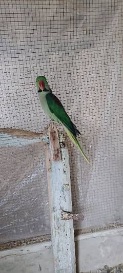 Raw parrot For sale age 2 Year