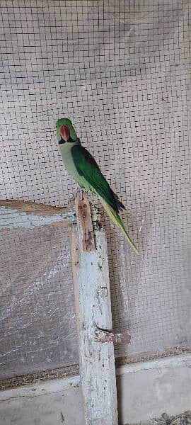 Raw parrot For sale age 2 Year 0