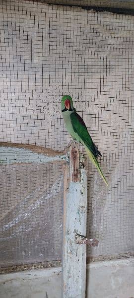 Raw parrot For sale age 2 Year 1