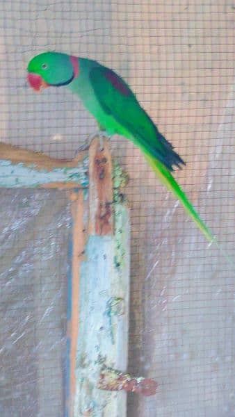 Raw parrot For sale age 2 Year 2