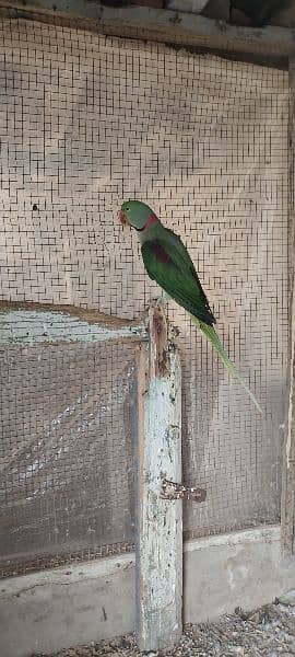 Raw parrot For sale age 2 Year 3