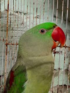 Raw parrot for sale 0