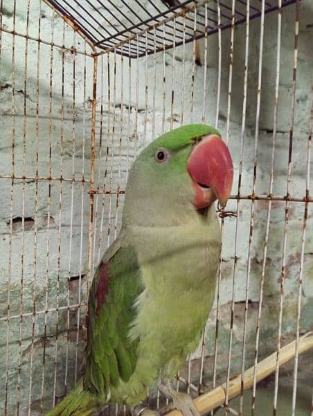 Raw parrot for sale 1