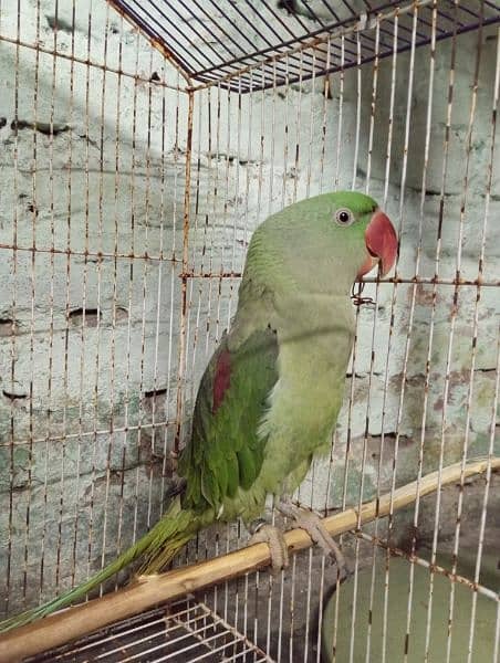 Raw parrot for sale 2