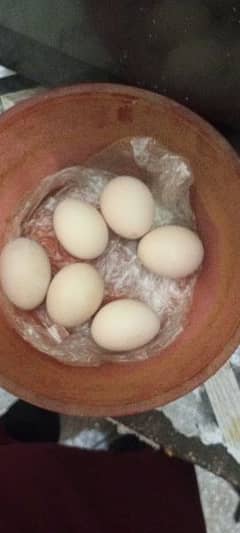 ASEEL EGGS AVAILABLE ONLY CALL 03004927357