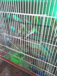 10 pairs budgies for sale chicks our egg waley 800 per pair  Baki 700
