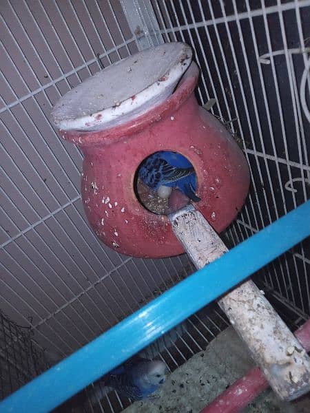 10 pairs budgies for sale chicks our egg waley 800 per pair  Baki 700 1