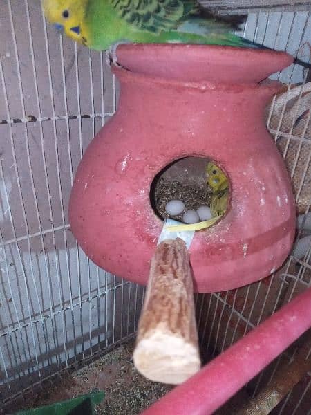 10 pairs budgies for sale chicks our egg waley 800 per pair  Baki 700 2