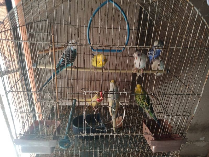 10 pairs budgies for sale chicks our egg waley 800 per pair  Baki 700 3